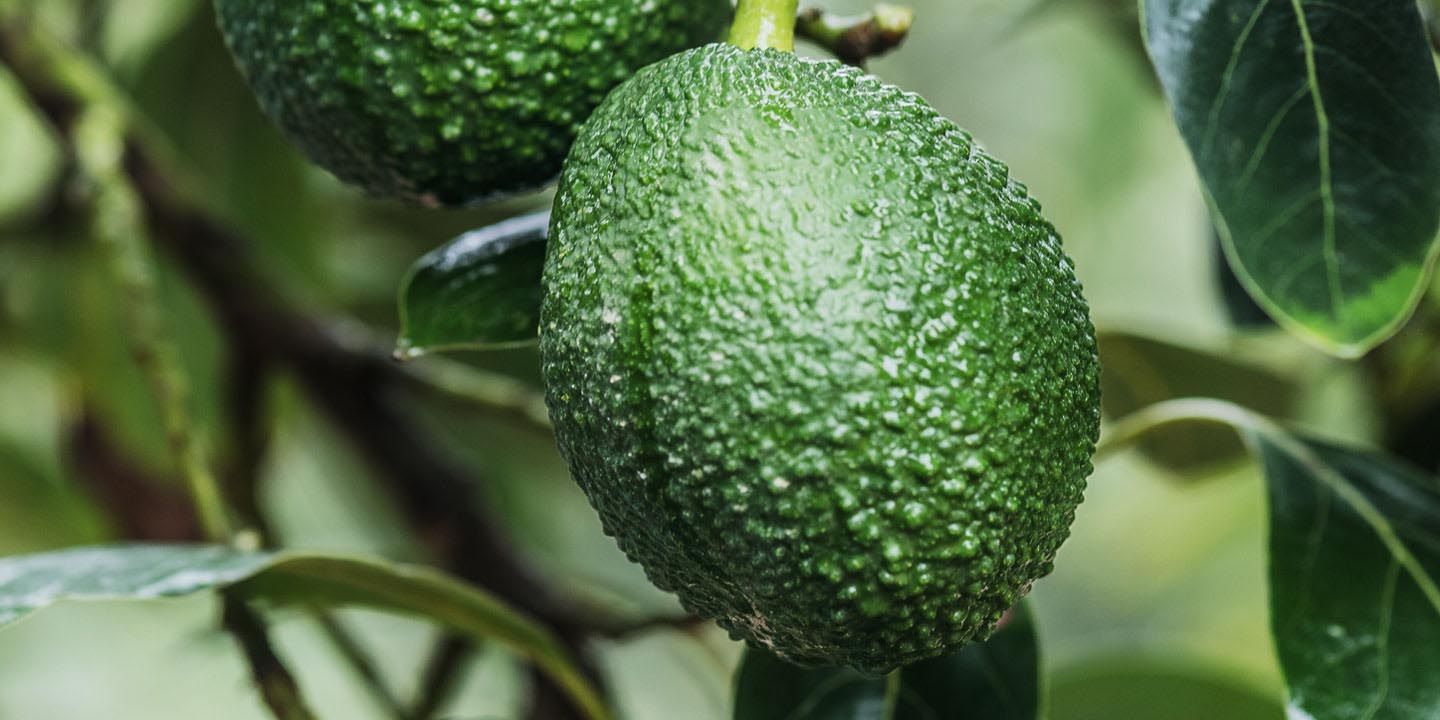 Hass avocados on the tree in a Peruvian orchard