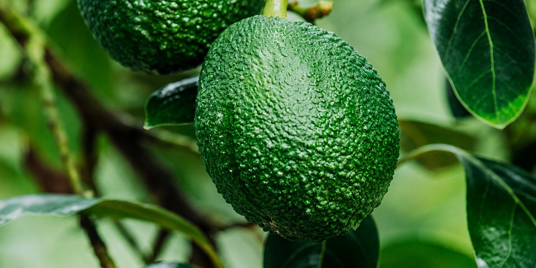 Hass avocados ripening on the tree in a Peruvian orchard