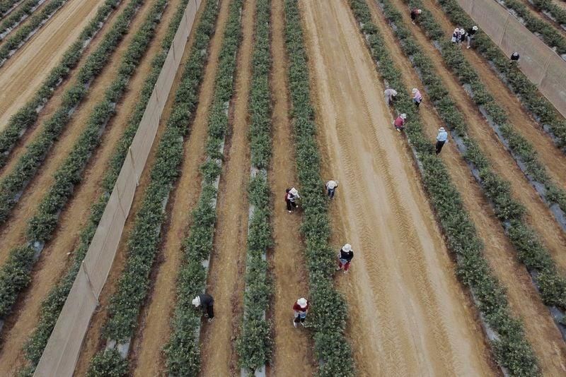 Peruvian blueberry field during harvest