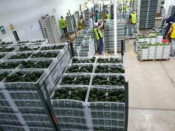 Quality inspection of packed Hass avocado lots before loading